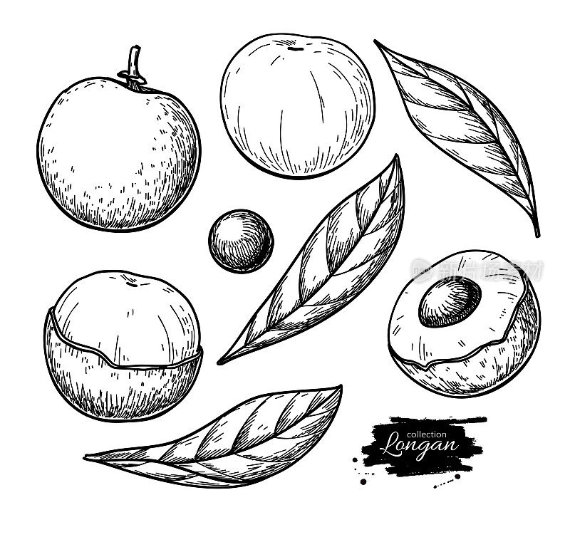 Longan vector drawing set. Hand drawn tropical fruit illustration. Engraved summer fruit.